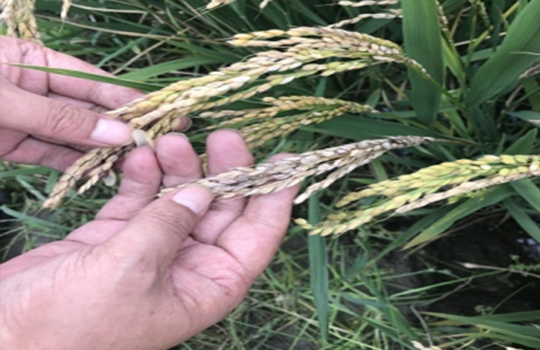 鉴定农业稻田柴油污染程度及损失评估