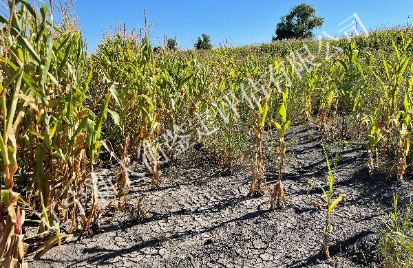 玉米大豆收益成本鉴定