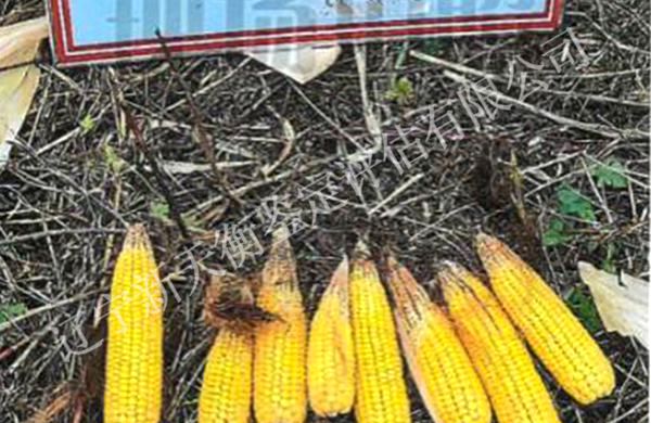 玉米保险涝灾理赔鉴定