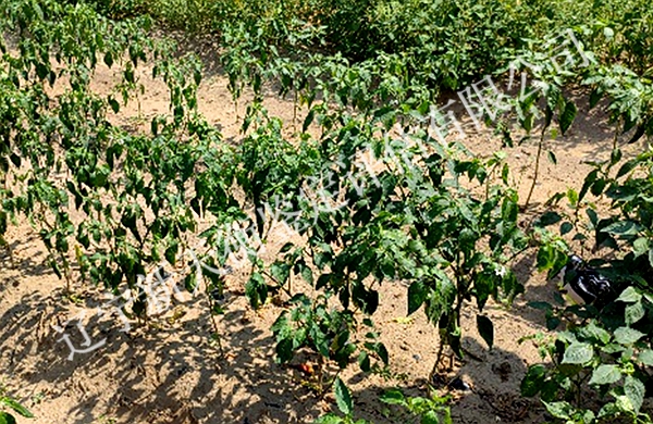 红干椒药害损失鉴定