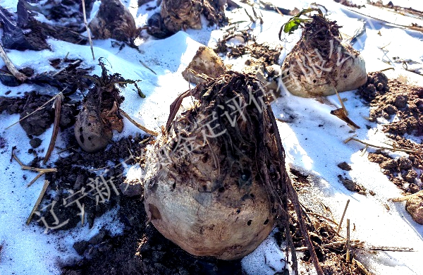 化肥致甜菜损失鉴定