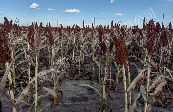 机械故障高粱致损鉴定