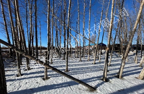 杨树水淹致死鉴定