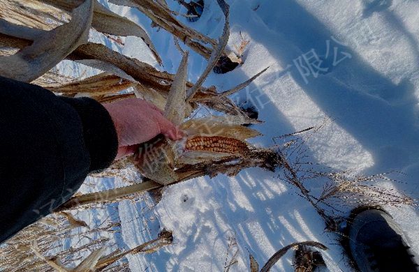 玉米绝产损失鉴定