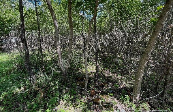 修路与树死亡因果鉴定