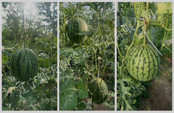 大棚西瓜产量争议鉴定