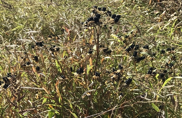 中草药鉴定及损失评估