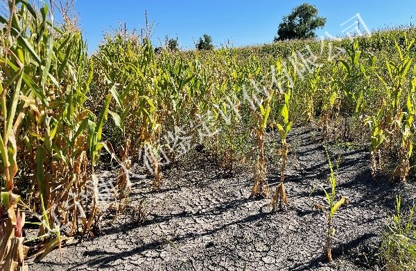 玉米大豆收益成本鉴定