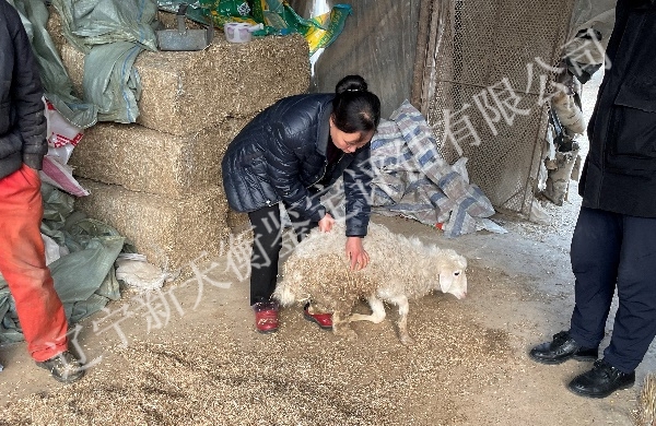 饲料致羊死亡因果鉴定