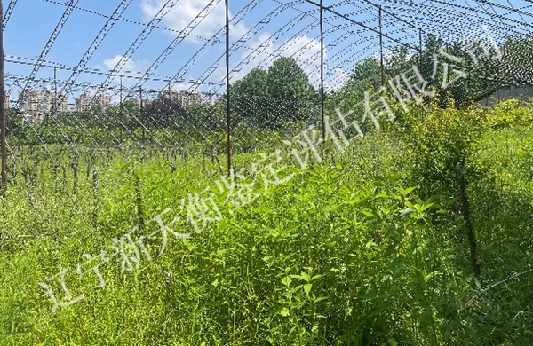 排水致死树木因果鉴定