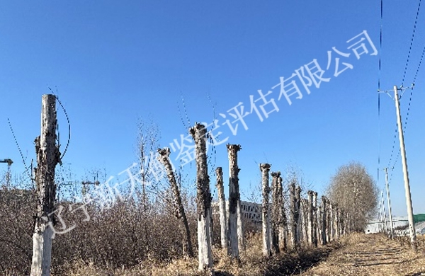截干挖沟杨树枯致死鉴定
