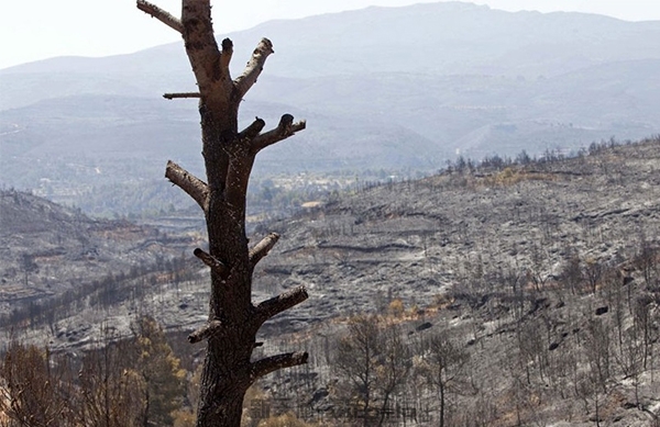 湖南森林园林景区损失鉴定评估-无形资产价值评估