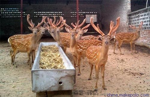 上海畜牧动物家禽飞禽水禽鉴定-损害评估