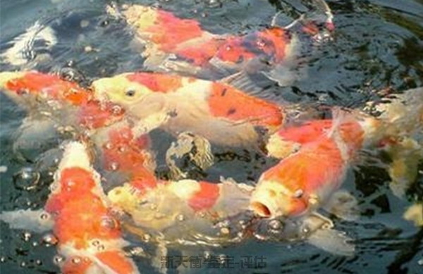 黑龙江各种类观赏鱼虾 浮游生物等鉴定及损失评估