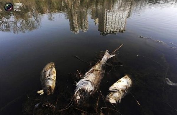吉林水产陆地渔业资源环境损害鉴定