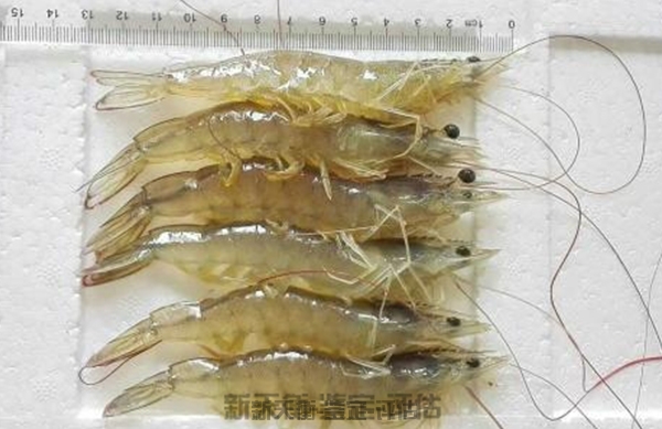 黑龙江海洋水产渔业资源价值评估