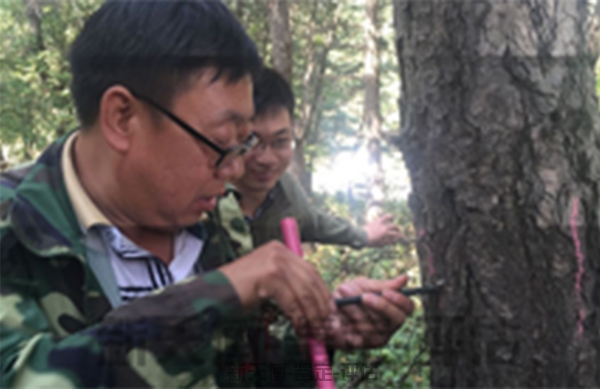 上海森林资源灾害损害面积程度盗伐鉴定与评估