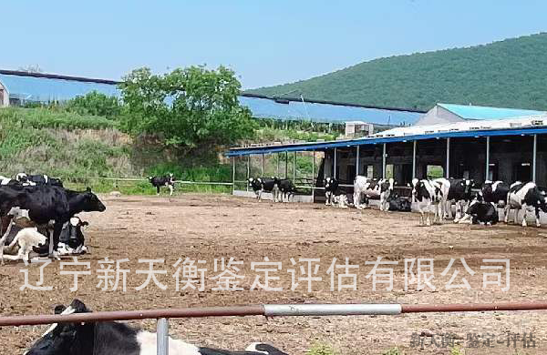 黑龙江畜牧动物家禽飞禽水禽鉴定-损害评估