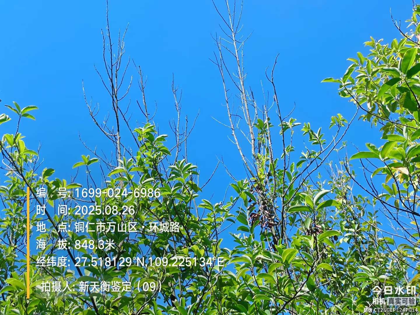 景区园林景观资产鉴定及损失价值评估
