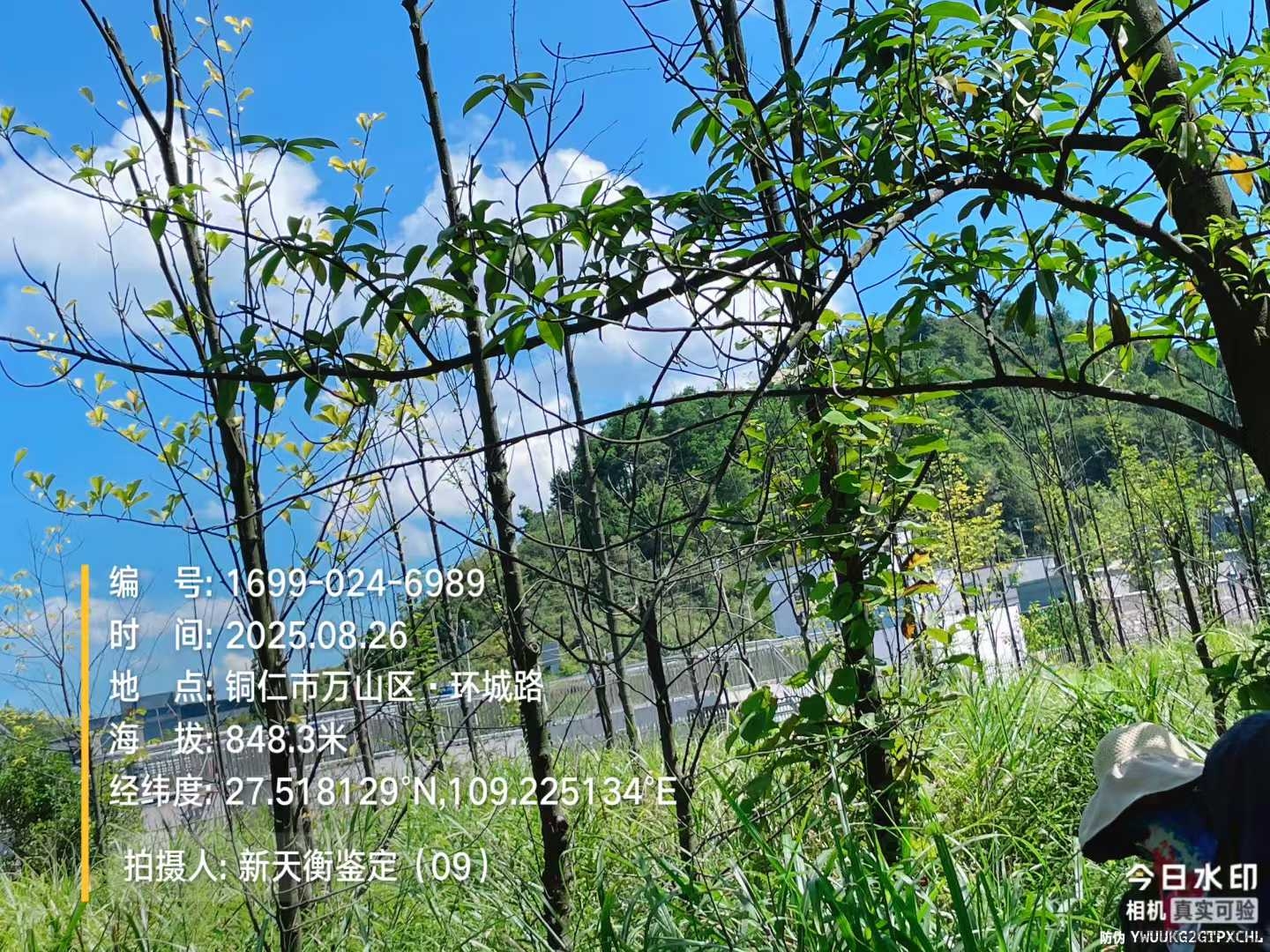 黑龙江林地林木苗木果树技术鉴定-损害评估