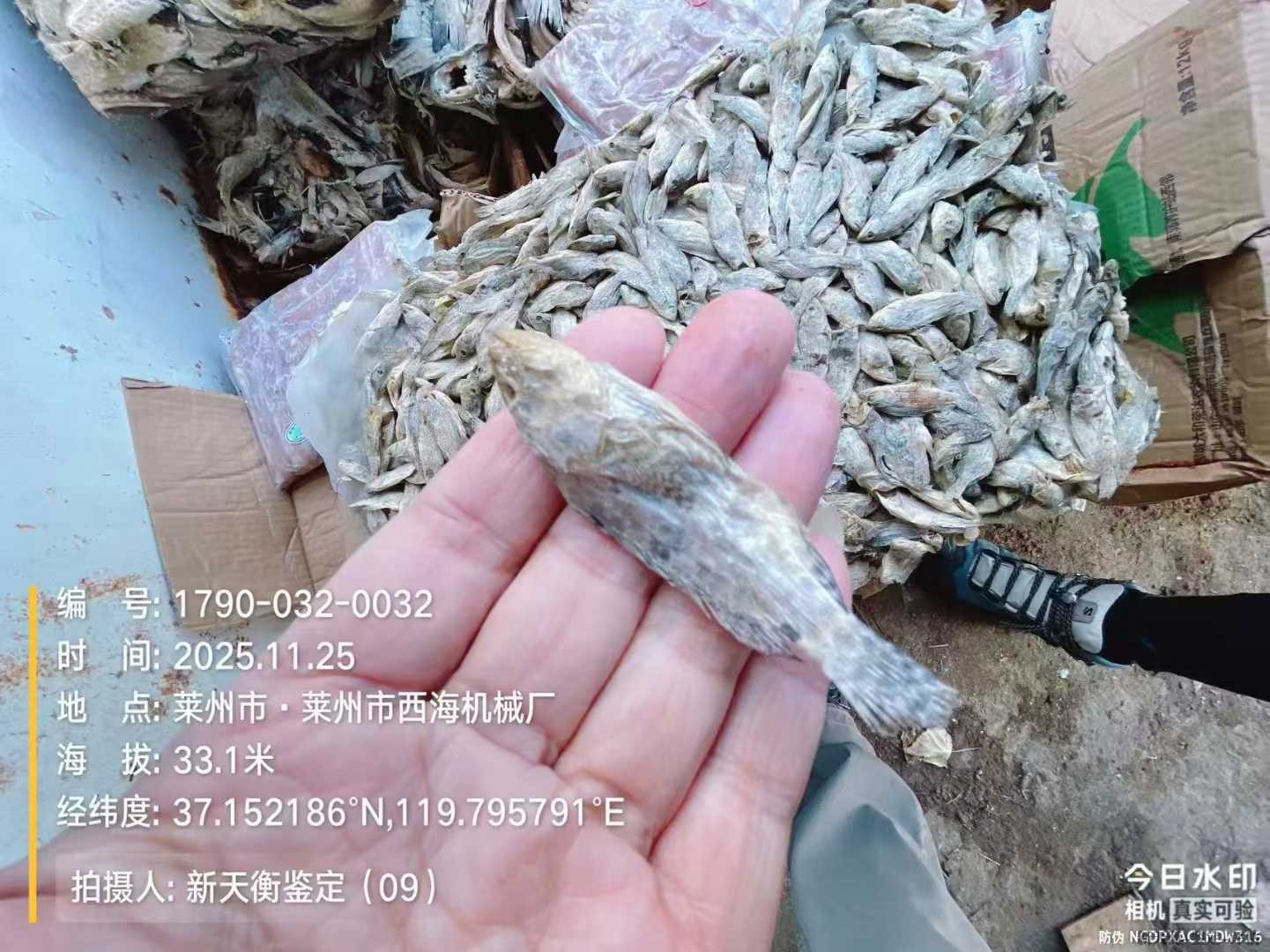黑龙江各种类观赏鱼虾 浮游生物等鉴定及损失评估