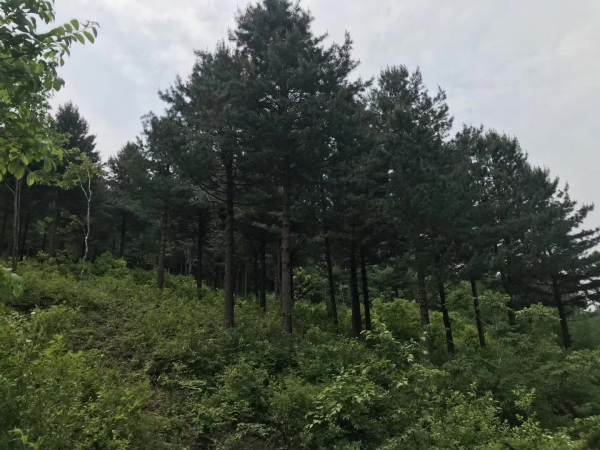 养殖场种鸡场林蛙养殖基地等整体评估