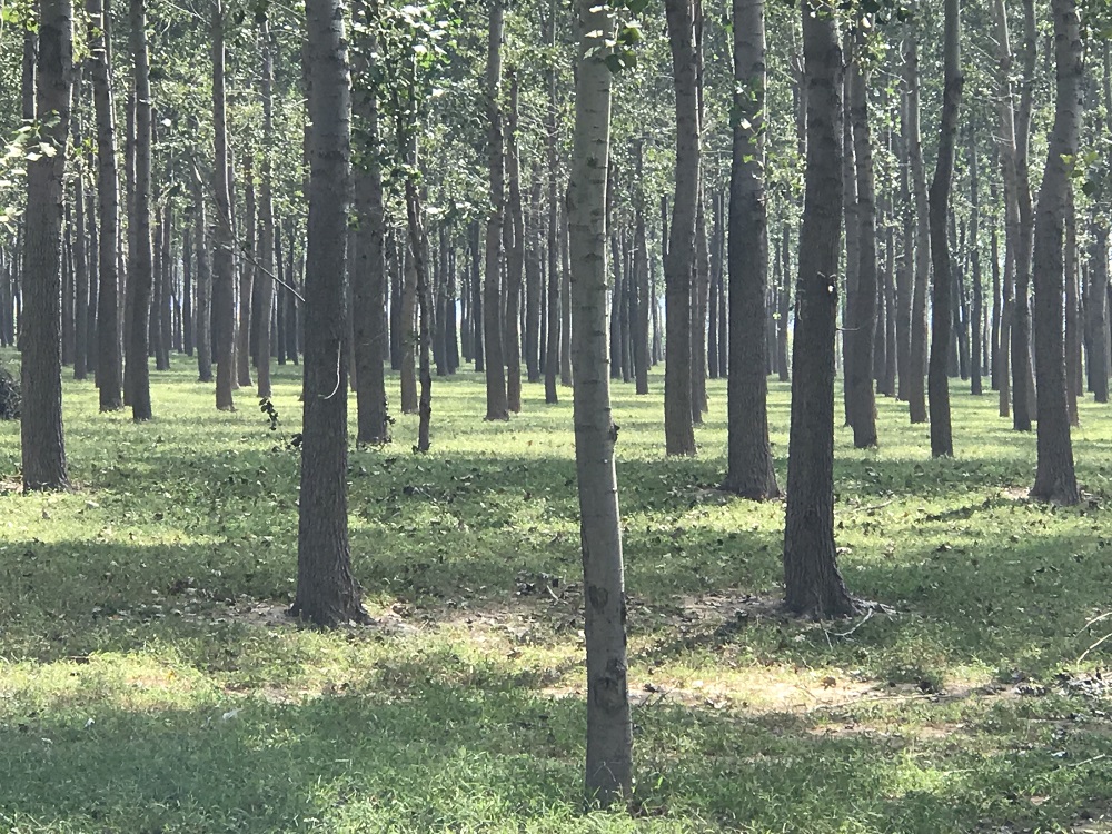 辽宁林权资产司法强执生物量核查价值评估