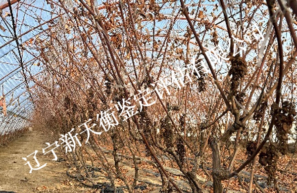 粉尘与葡萄绝产因果鉴定