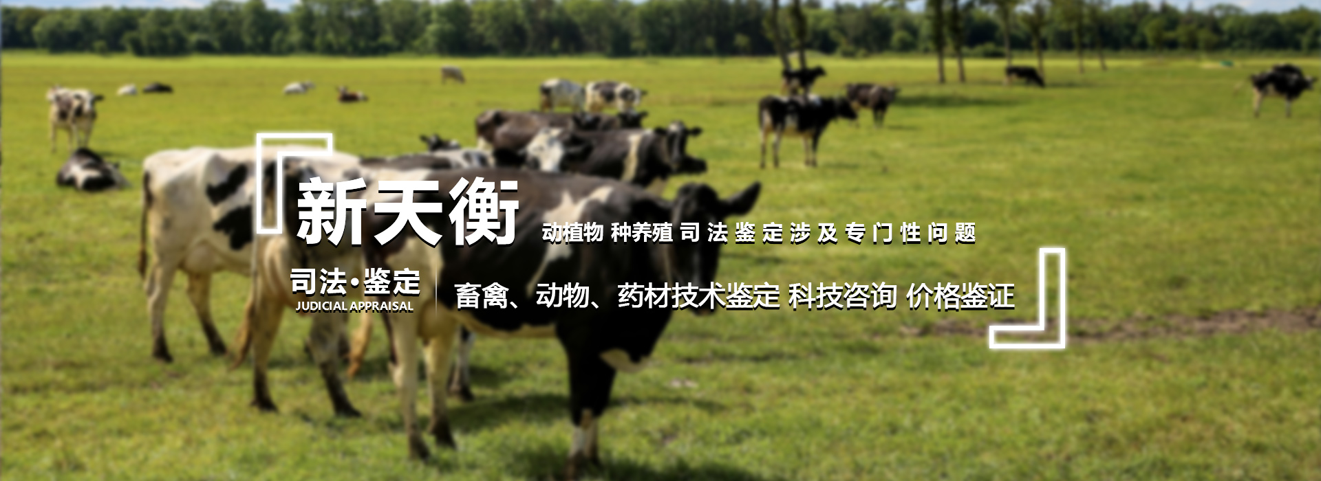 经济作物畜牧家禽司法鉴定与评估服务