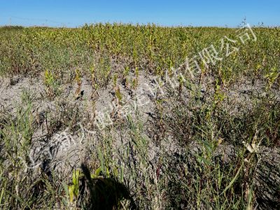 1750297854441194.jpg 图片68__副本400x300.jpg