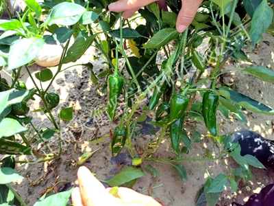 1750301391982976.jpg 图片48_副本400x300.jpg