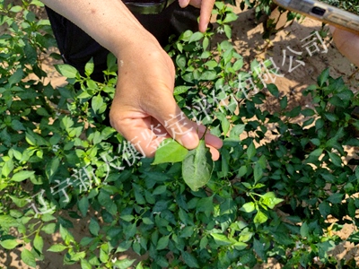 1750301428335898.jpg 图片50_副本400x300.jpg