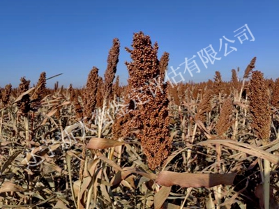 1750302575118696.jpg 图片40_副本400x300.jpg