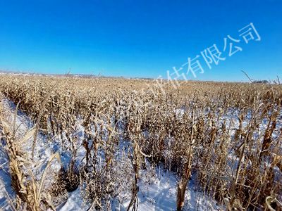 1750304589881647.jpg 23_副本400x300_副本.jpg