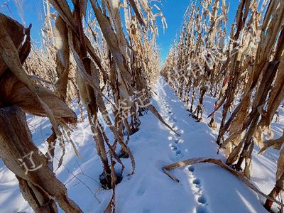 1750304602962105.jpg 25_副本400x300_副本.jpg