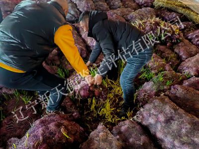 1750305888893301.jpg 图片3_400x300.jpg